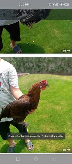 laying egg