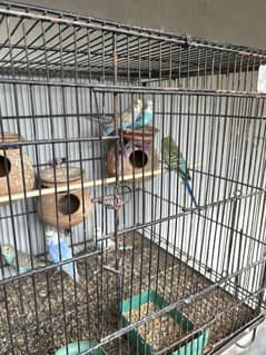 Green and blue rainbow budgies parrot with cage