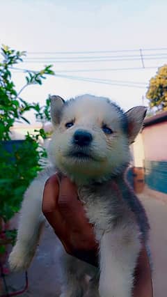 Siberian husky puppies pair available for sale