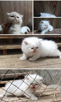 Parisian triple kittens for WhatsApp. 03463649736