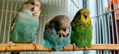exibition pathay or silver Java breeder pair