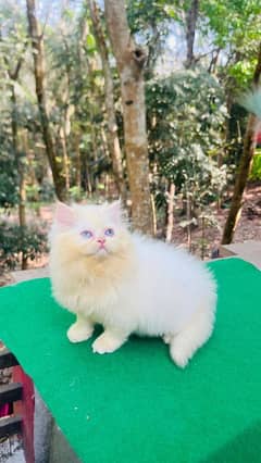 Persian