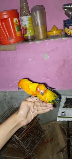 pair