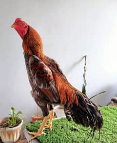 Breeding