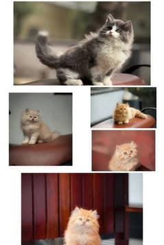 Parisian triple kittens for WhatsApp. 03463649736