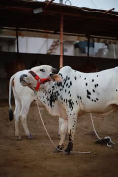 cow 2 dant mid range