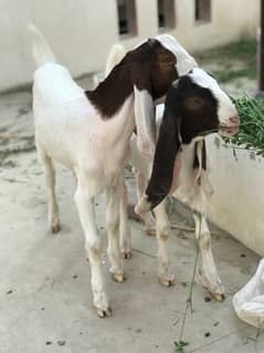 kamori Bakra jori for sell