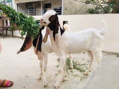 kamori Bakra jori for sell