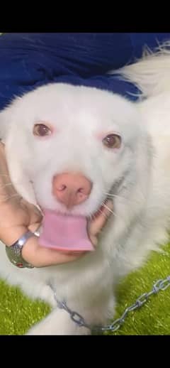 Russian Male Dog