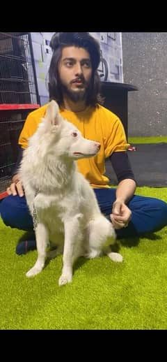 Russian Male Dog