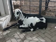 Amratsari /nagra beetal /sahiwal /qurbani goat /bakr /Sheep/desi goat