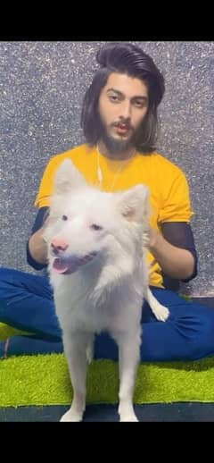 Russian Male Dog