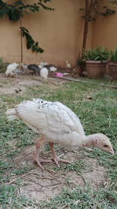 Turkey chicks and Eggs for sale