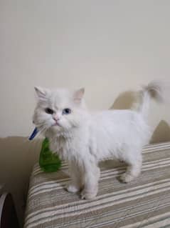 persion cats male/female