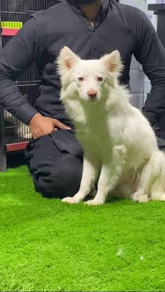 Russian Male Dog