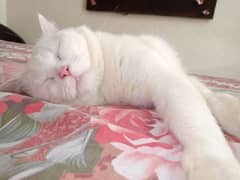 Persian male cat for sale