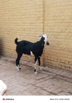 qurbani goats
