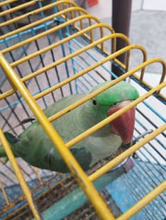 Raw parrot