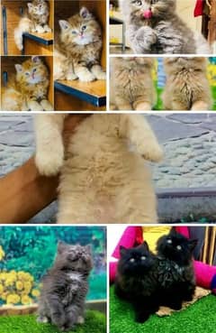 Parisian triple kittens for WhatsApp. 03463649736
