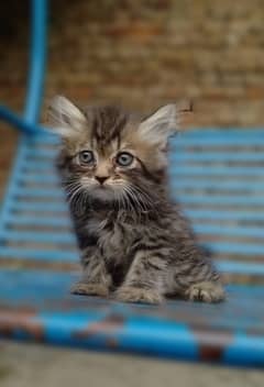 Persian Male Cat for sale