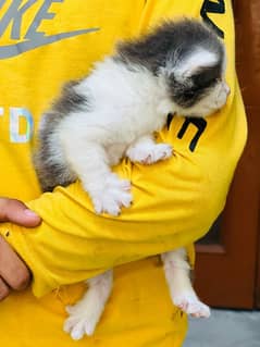Persian Kittens
