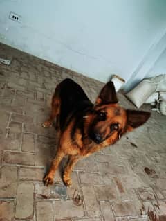 German