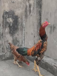 Shamo