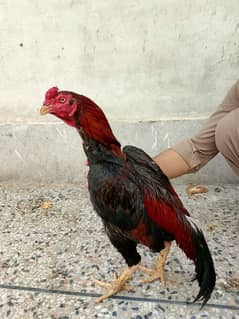 Aseel