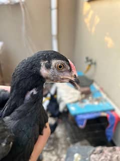 Thai aseel chicks