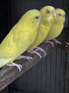 Australian parrots