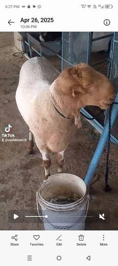 4 dant dumba for sale