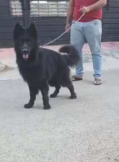 German Shepherd Male Dog For Sale
