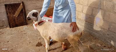 qurbani