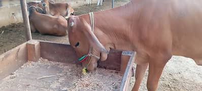 2 Daant Bachiya For Sale