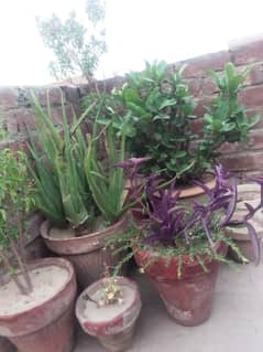 plants