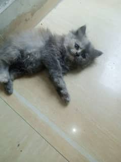 Persian kitten for sale triple coded