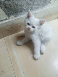 Persian