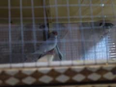 finches