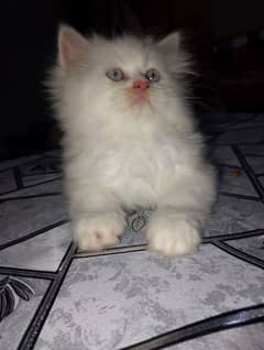 pure Persian male kitten blue and golden eyes available