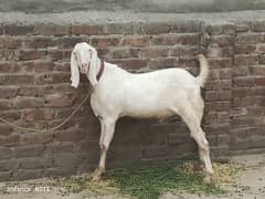 bakra