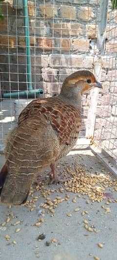 Dakhni