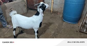 2 dant khassi ablak bakra