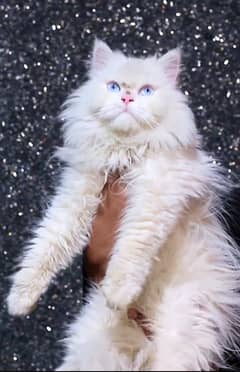 Blue eyes - Female cat - Tripple Cotted