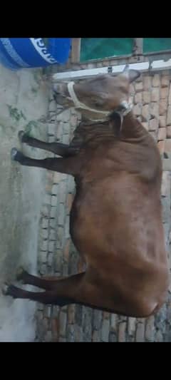 cow for sale