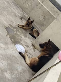 German Shepherd Male Dog / Stock coat /