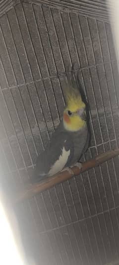 cocktail mail for sale adult