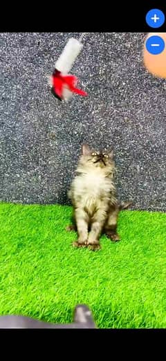 persian