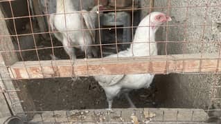 Heera Aseel Eggs For Sale
