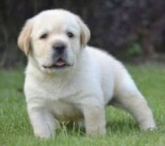 Labrador puppies