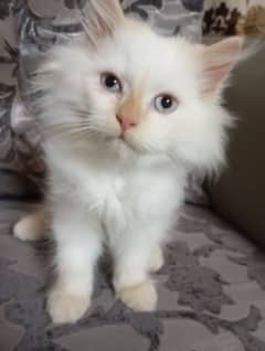Persian pair kitten for sale